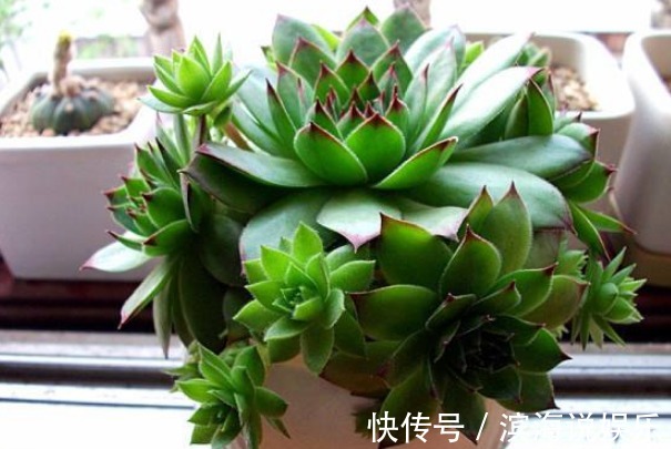 观音莲#此花如同观音菩萨的莲座,有聚财生财之意,象征着家人平安如意!