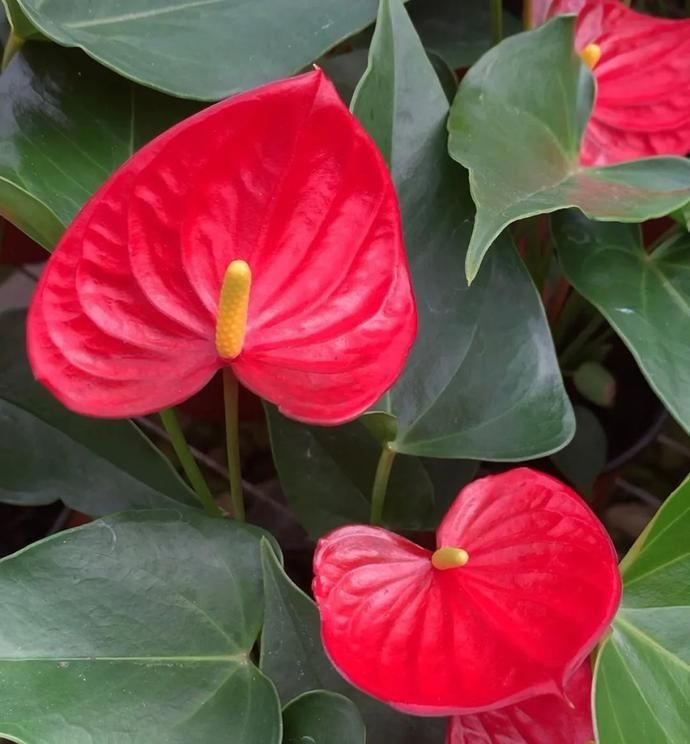  惹人爱|美丽晋宁：小小红掌色彩多，心形花朵惹人爱