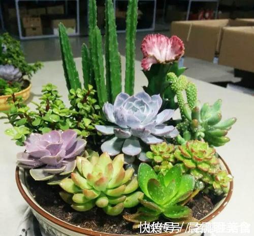 花肥|最厉害的养花营养液给多肉植物喝一勺,新叶呼呼长,不比花肥差