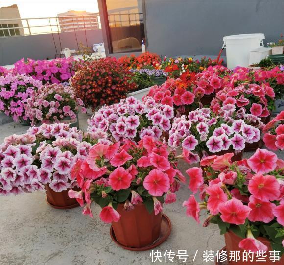 玛格丽特|8种漂亮花,夏天“少浇水”,浇一盆烂一盆,后悔也晚了