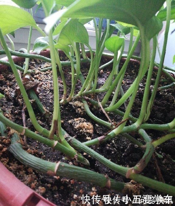 浇水时的3个坏习惯,赶紧丢掉,不然土壤硬得像石头!