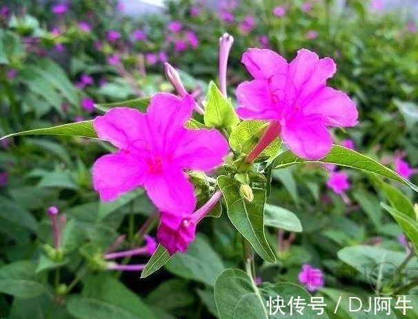 紫茉莉|此花傍晚时盛开,娇艳的花朵散发出阵阵诱人的芳香,寓意为成熟美