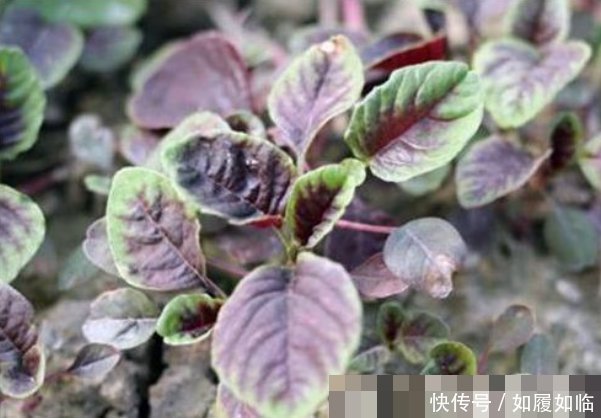 苋菜|埋没在田间的四种抗癌野菜,多数人嫌脏不吃,但是营养价值高