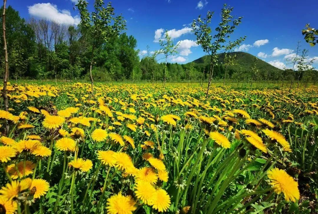 5月来龙湾看野生杜鹃花，这些人免票！