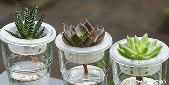 这“三多肉”是喜水大户,“泡水养”不软化,叶子长得肥嘟嘟