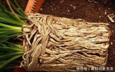 养花换盆换土,记得做关键“1步”,不然全是“白干”,别忽视!