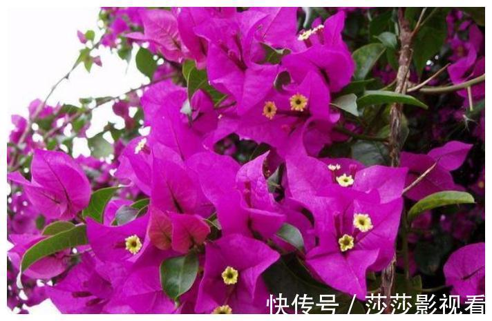 花都|俗语：“花旺人不旺”，是什么意思，家里任何花都不能养？