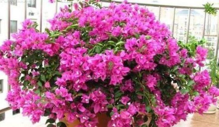 几种花,开花漂亮又好养,堪称是“开花机器”,养在阳台极美了