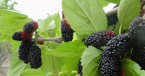 女性到了中年常吃三种食物，清热排毒，降压降脂，血管更通畅
