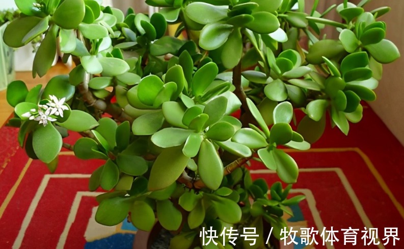 养这4种花不要太勤快,“懒养”更好活,值得新手尝试