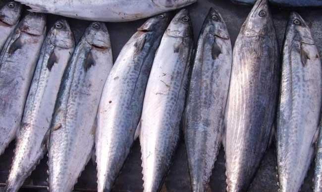 一样是“鲅”鱼,鲐鲅鱼和鲅鱼有啥区别?注意别买错,买错差别大