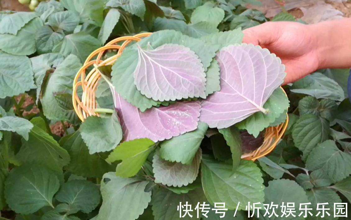 花盆|烧烤必备的紫苏叶,花盆里随便一种就是一大盆,实用又方便!