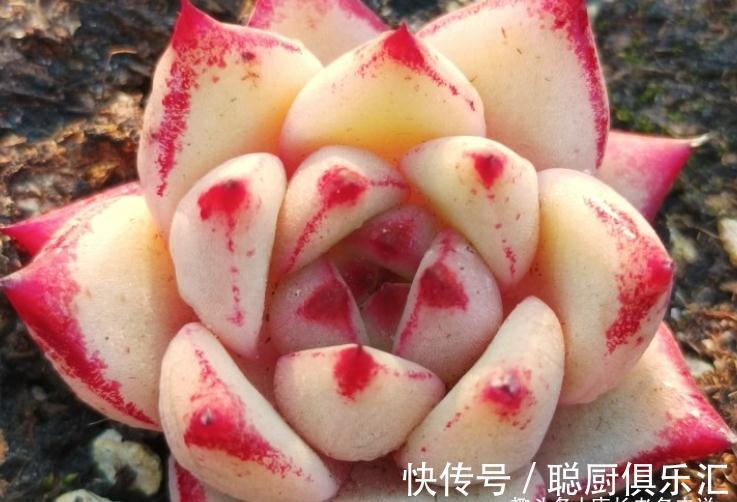 要说东云系名字最多的多肉,那非天狼星莫属,4个名字真是没谁了