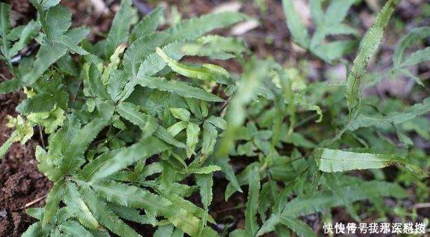 全国中草药汇编|提个醒在路边遇到此野草,一定要拔回家,现在知道还不晚