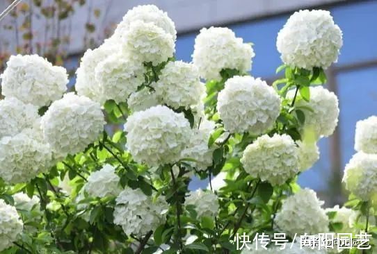 高端大气的“中华木绣球”,绣球花中的天花板,庭院养花必备