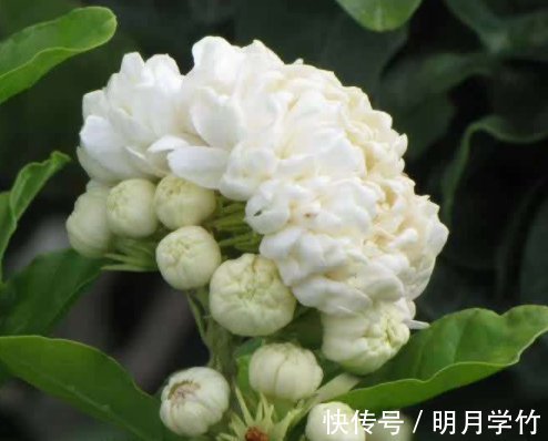 花友|栀子,茉莉不要抱怨养得不好用这种“肥水”浇,疯了不能坚持很久,旺盛