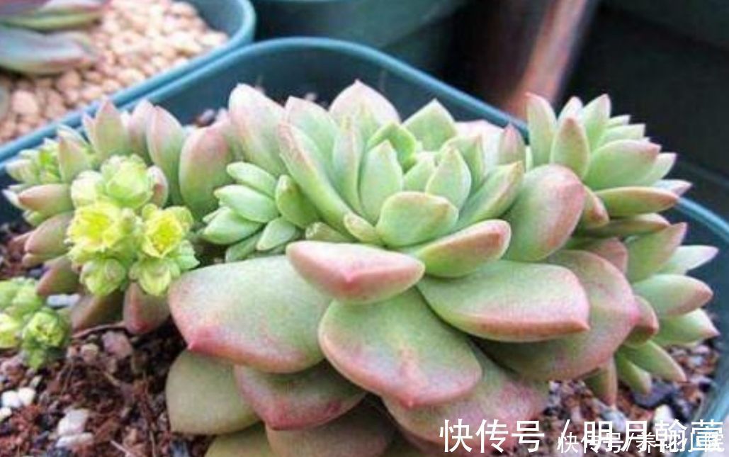 夏天多肉烂根？主要由三大原因造成，及时调整养护方法