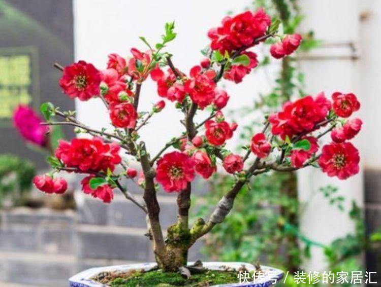 几款花卉漂亮好养,养在家里美极了,散发浓郁香气