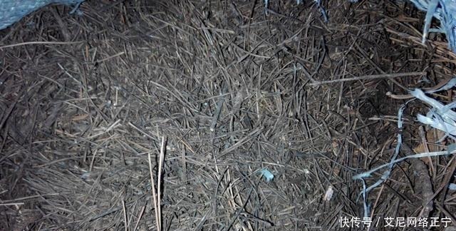 营养土还在花钱买?几种东西“掺一点”,土壤“肥得流油”!