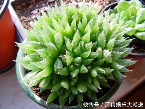 此花是晶莹剔透的宝石,闪耀靓丽波光粼粼,让人感到无尽的幸运!