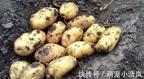 小苏打|发芽的土豆还能吃吗?原来这么多年我都误解了,记得告诉家里人