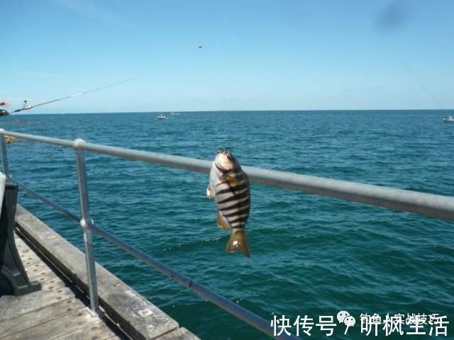 钓鱼老是空军，掌握这几个细节，新手也能爆护
