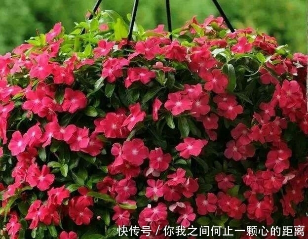 全日照|这5种花爱晒太阳,越晒花越多,很快就能爆盆!