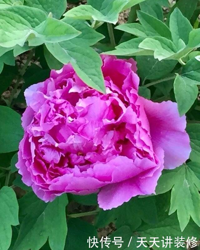 大水缸里面种花,花长得更健壮,养家里就是传家宝!