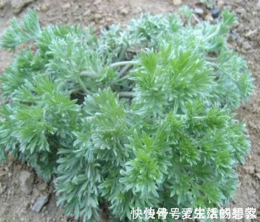 长寿菜|日本人眼中的“长寿菜”,我国产量多吃得人却很少,大家吃过吗