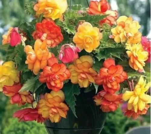 5种花超漂亮，个个美出状态，好打理，易爆盆，花开不断