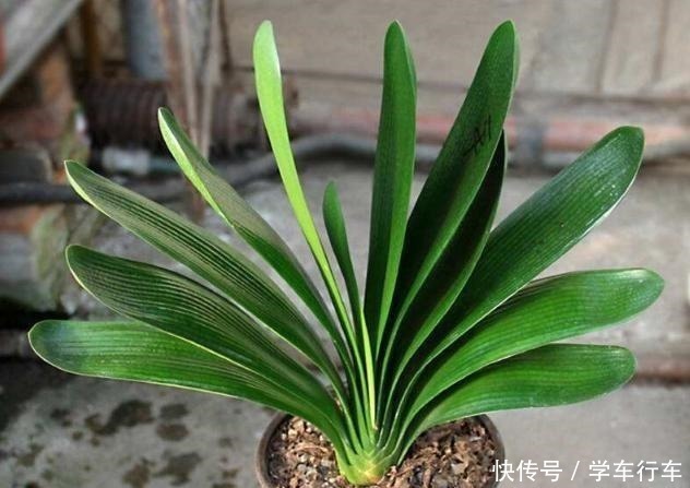 毛孔|别给君子兰用啤酒了,用它才最“靠谱”的,叶片宽大油绿又整齐!