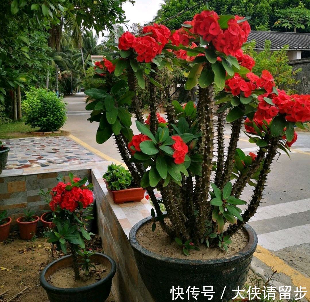 “人养花三年，花养人一生！”家居盆花100种，总有几款你喜欢