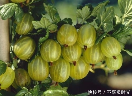 灯笼果|冬天莫错过此野果,每天一把,气血好了,血脂血压也稳定了