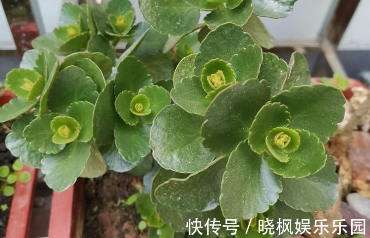 夏季长寿花要休眠,但出现这些情况,一忽视就只能收获空盆