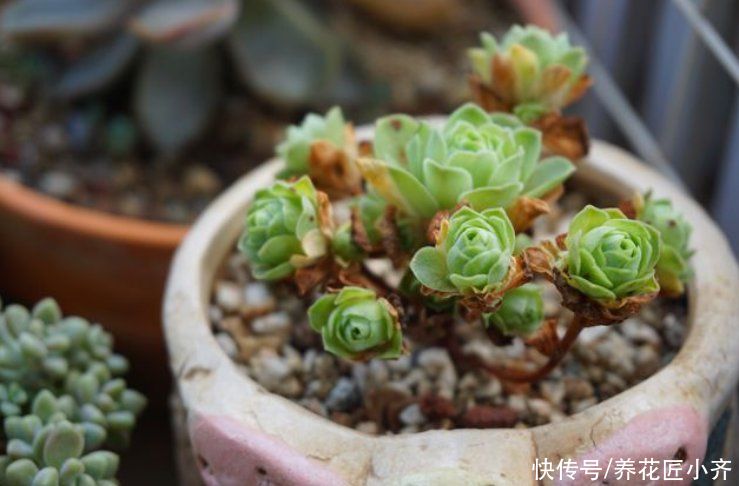 颜色|秋天多肉“不上色”，别盲目操作，用对方法，颜色美丽状态足