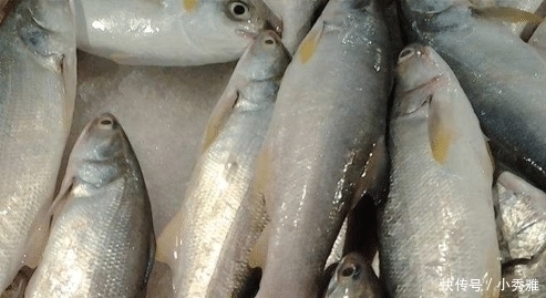 被誉为最好吃的海鱼，鱼肉似“千层糕”，我国独有，却少有人知