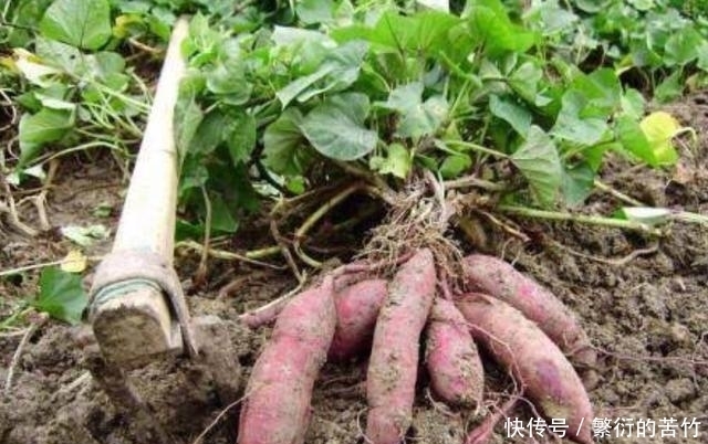 番薯藤|明朝商人陈振龙，不顾危险将番薯藤带回中国，解决数亿人温饱