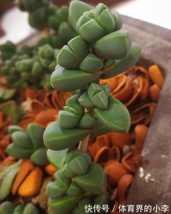 多肉鹿角海棠,经过大师修剪,养成了盆景老桩,价格翻了10倍