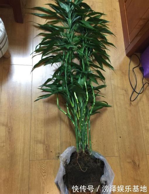 3种丑陋的花，很多人不愿养，可懂花的人都会养，难怪家庭更好了