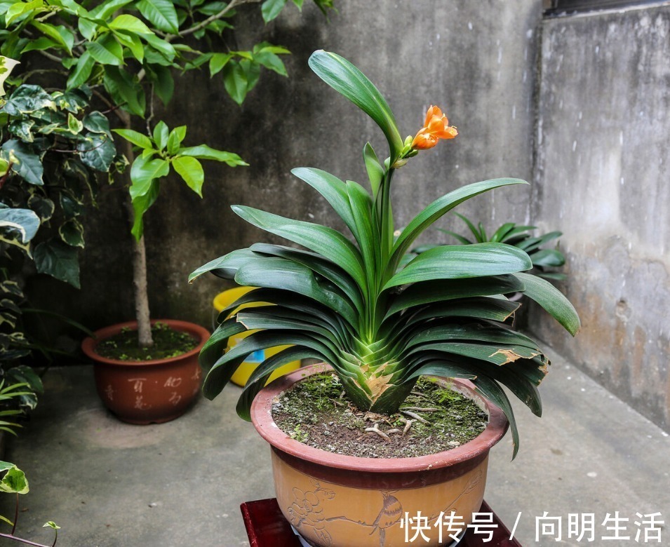 君子兰|君子兰害怕五件事,新手经常犯,难怪越养越糟糕