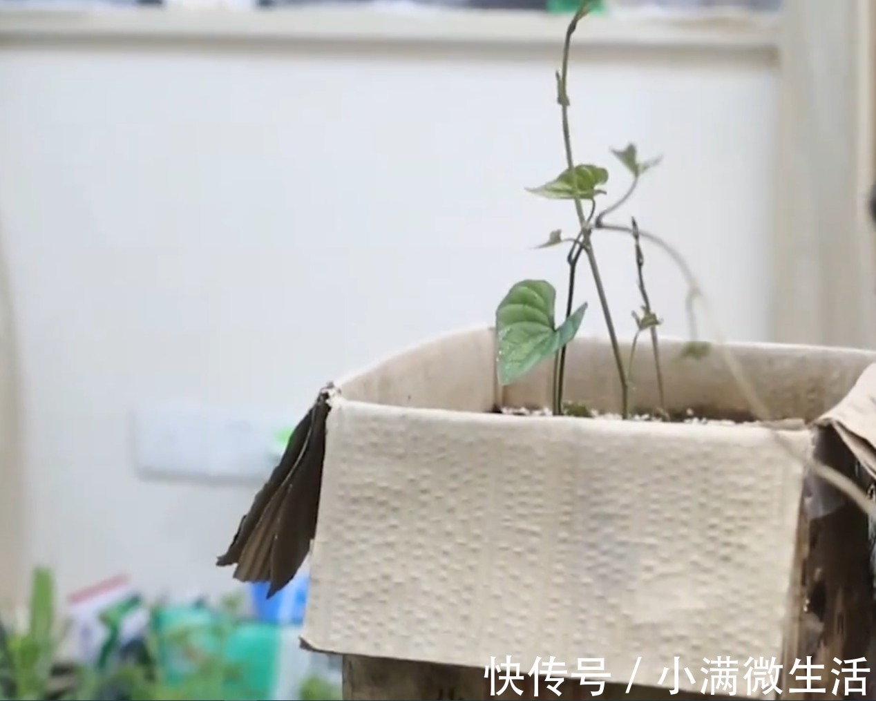 今天教大家怎么在阳台种山药，一个废纸箱，种上2节山药，一年收获一大箱