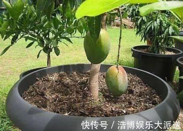 水果|3种“吃不起”的东西,捡“1颗”种子扔盆里,长成小树,结果能吃