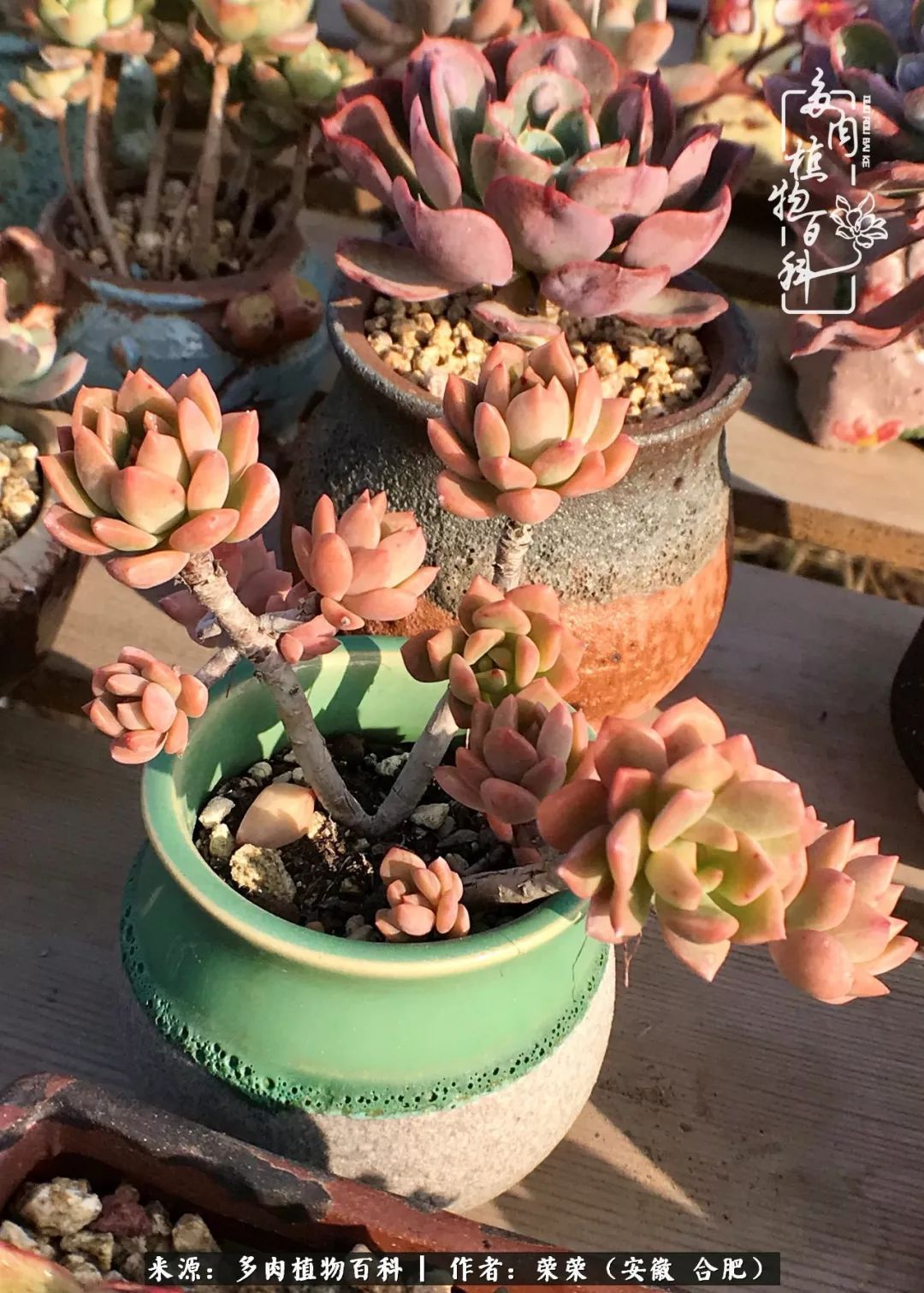 金秋时节,变化带来的惊喜不正是养肉的乐趣所在么!