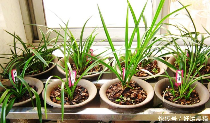 重点|到了夏天,新手养花该先抓住哪些重点?关键有3处