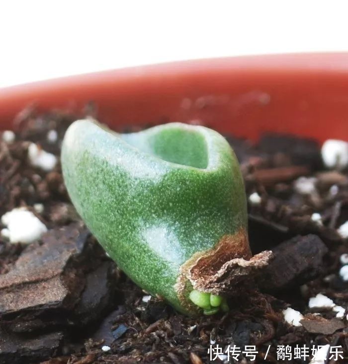 扦插多肉掌握这秘诀,用手摘下来的几片叶子能培育成新的盆栽
