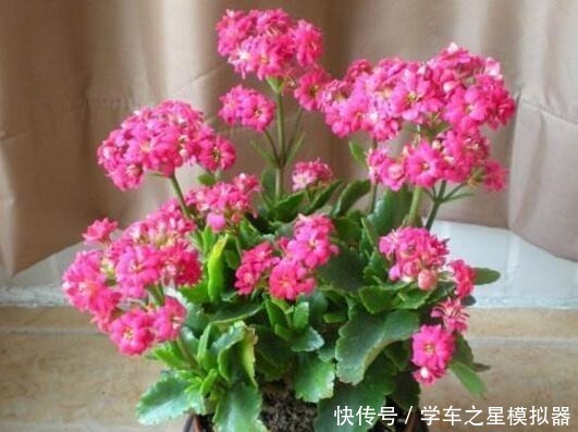 5种“植物”,寓意吉祥还“招财”,可以多养三四盆,比发财树强!