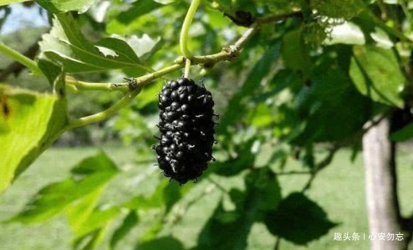 香梨|女性常吃以下食物，肌肤保持年轻红润，不长皱纹，抗衰老，更年轻