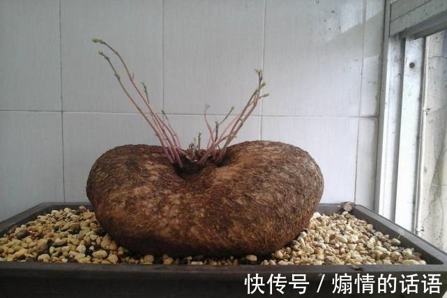 男子野外发现山乌龟，体型很大，专家称：比太岁值钱