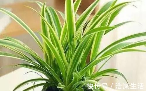 吸油烟|3种植物特能吸油烟,厨房养盆栽,怎能少得了“它们”