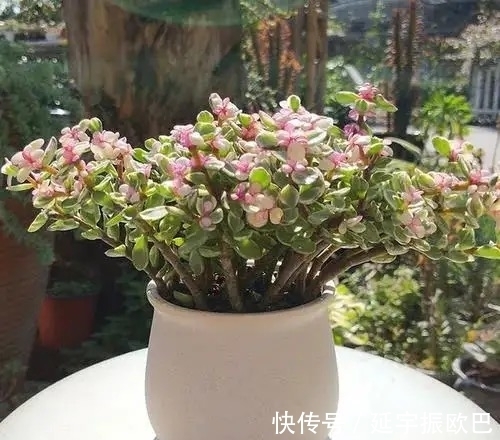 神器|养花其实很简单，用点促花“神器”，花开艳丽又多姿，非常漂亮